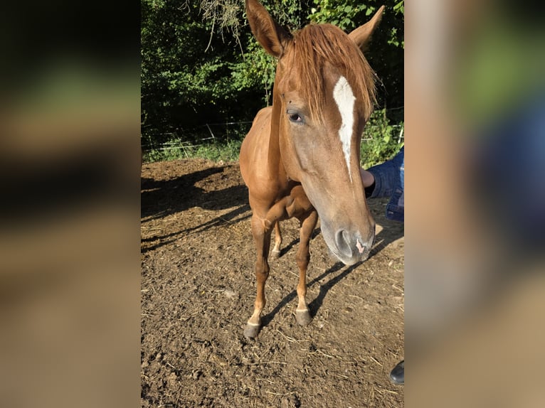 Quarter Pony Stallion 1 year 15.1 hh Brown in Solingen