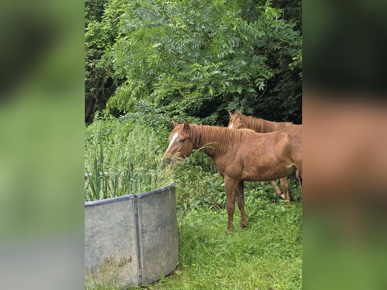 Quarter Pony Stallion 1 year Brown in Solingen