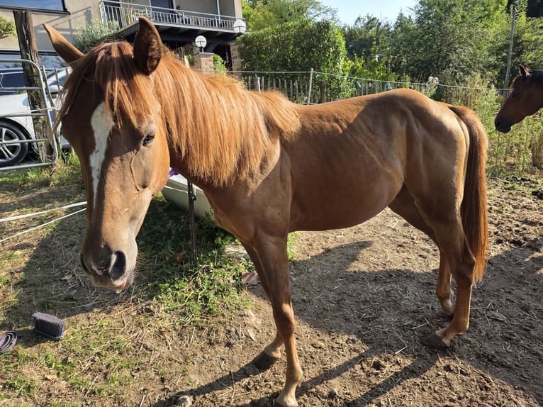 Quarter Pony Stallion 1 year Brown in Solingen
