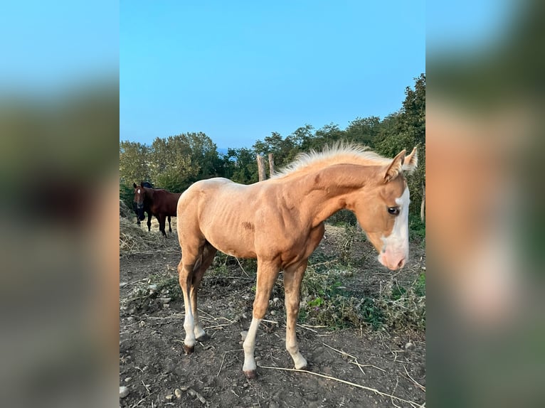 Quarter Pony Stallion 1 year Palomino in Colonnella