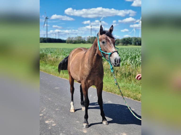 Quarter Pony Mix Stallion 2 years 14,1 hh Roan-Red in Vacha