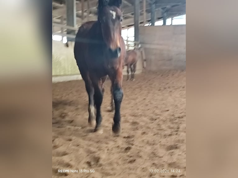 Quarter Pony Mix Stallion 2 years 14.2 hh Brown in Buchen (Odenwald)