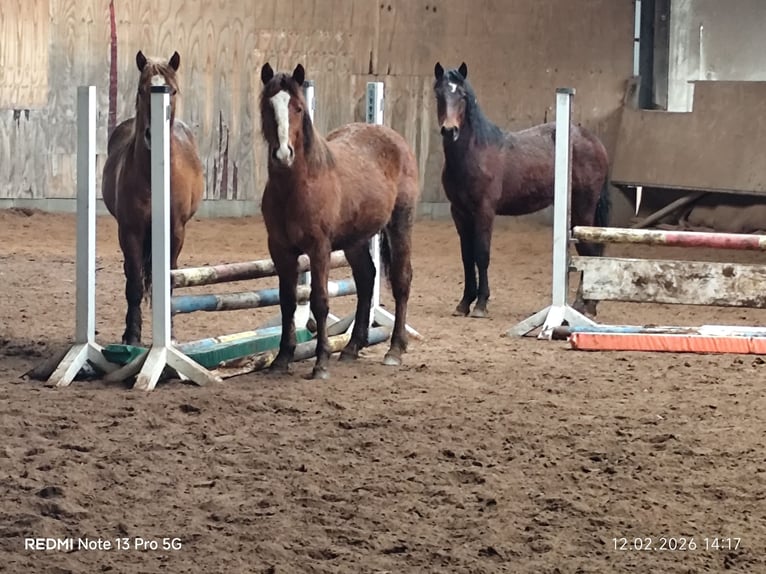 Quarter Pony Mix Stallion 2 years 14.2 hh Brown in Buchen (Odenwald)