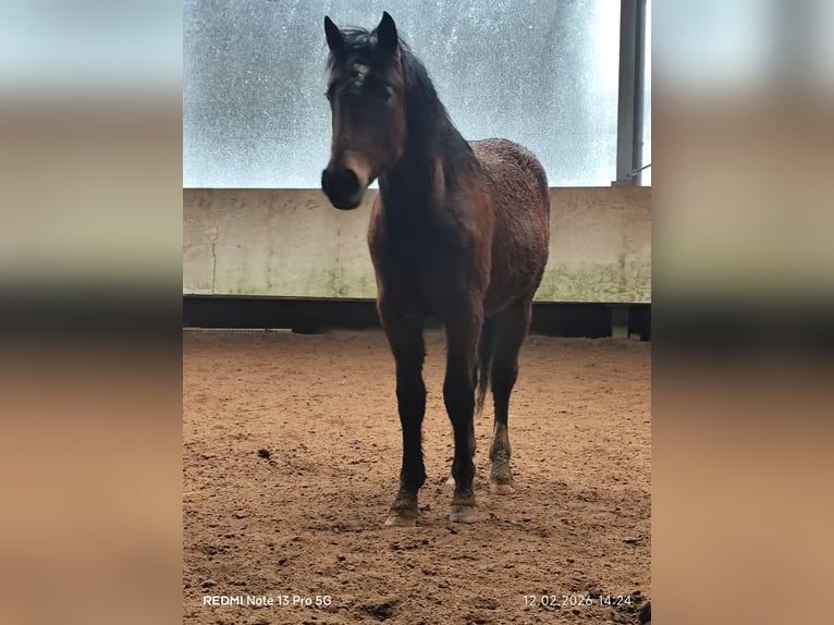 Quarter Pony Mix Stallion 2 years 14,2 hh Brown in Buchen (Odenwald)