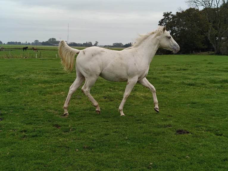 Quarter Pony Stallion 2 years 14,2 hh Champagne in Tzummarum