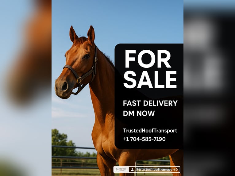 Quarter Pony Mix Stallion 3 years 19,2 hh Brown in Milwaukee WI