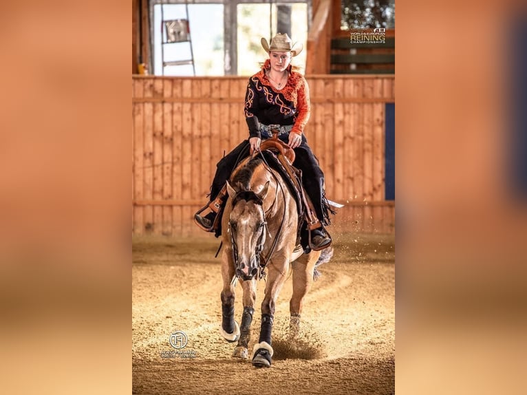 Quarter Pony Stallion 3 years Chestnut-Red in Best