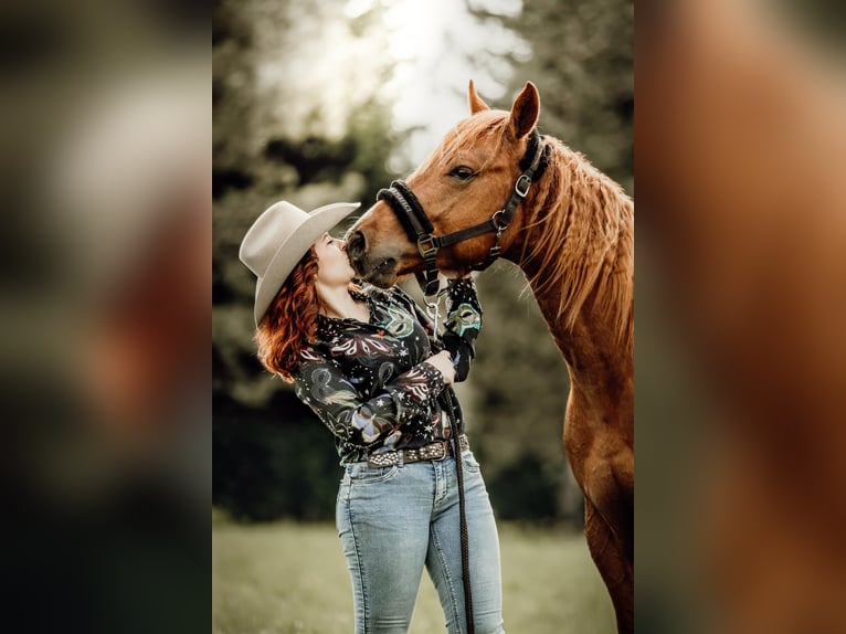 Quarter Pony Stallion 3 years Chestnut-Red in Best