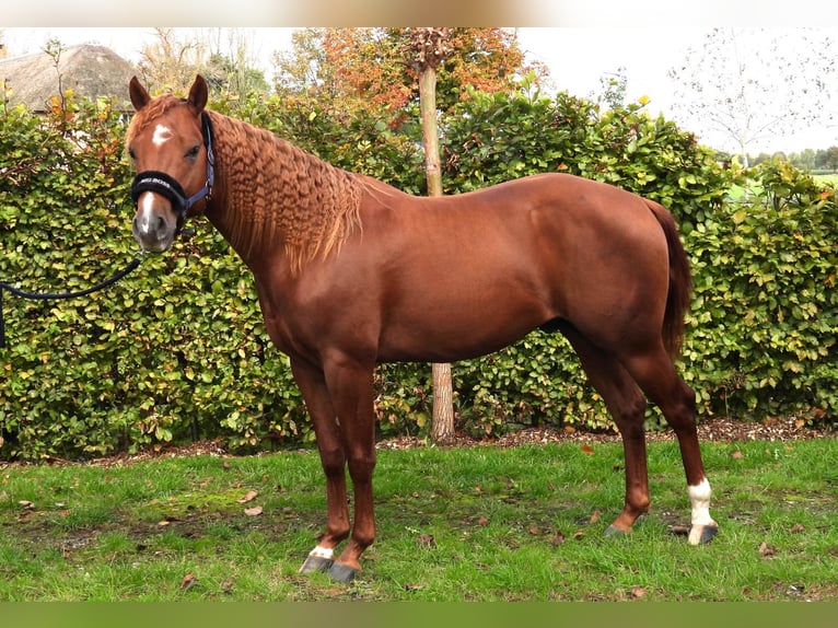 Quarter Pony Stallion 3 years Chestnut-Red in Best