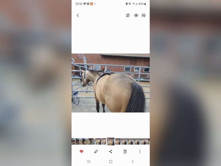 Quarter Pony Stallion 4 years 13.1 hh Buckskin in Varrel