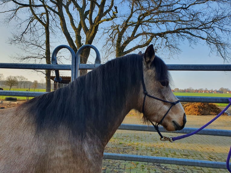 Quarter Pony Stallion 4 years 13.1 hh Buckskin in Varrel