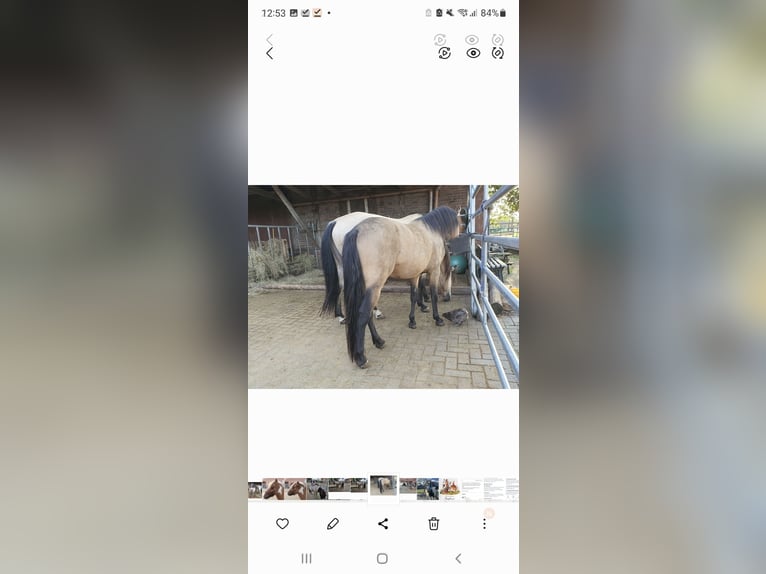 Quarter Pony Stallion 4 years 13.1 hh Buckskin in Varrel