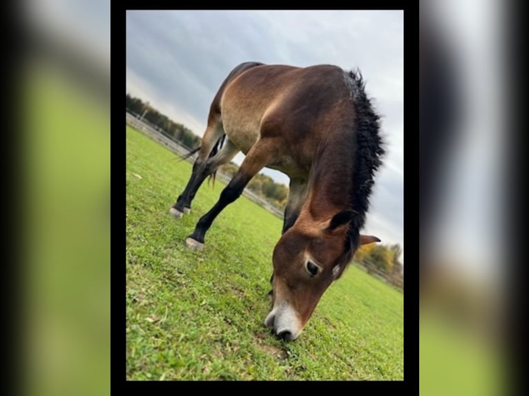 Quarter Pony Mix Stallion 4 years 13,2 hh Brown in ReutlingenReutlingen