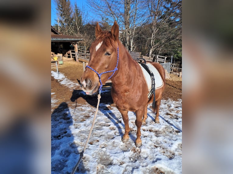 Quarter Pony Stallion 6 years 14.1 hh Chestnut-Red in Höchenschwand