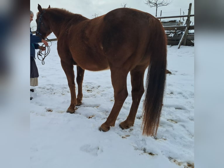 Quarter Pony Stallion 6 years 14,1 hh Chestnut-Red in Höchenschwand