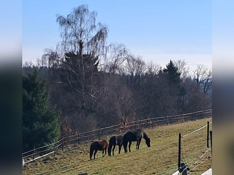Quarter Pony Stallion 6 years 14,2 hh Chestnut-Red in Höchenschwand