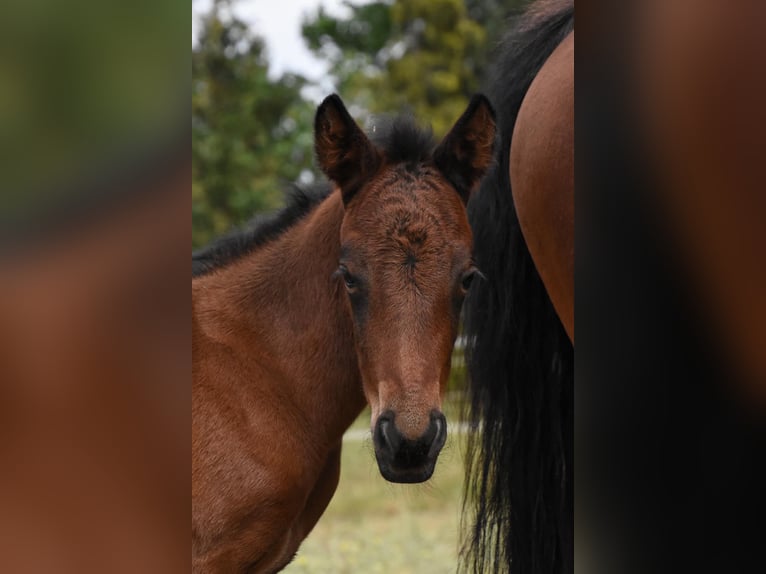 Quarter Pony Stallion Foal (05/2024) 12,2 hh Brown-Light in Dessau