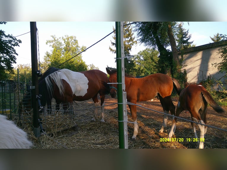 Quarter Pony Stallion Foal (05/2024) 12,2 hh Brown-Light in Dessau