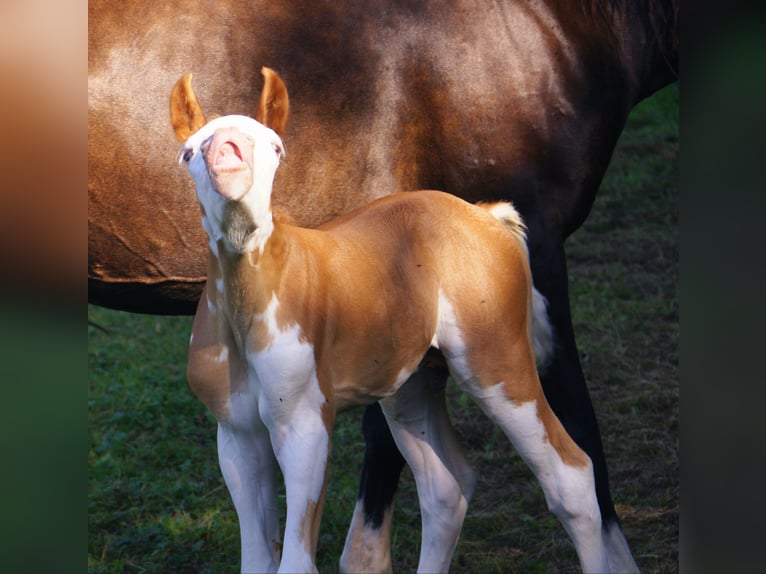 Quarter Pony Stallion Foal (07/2026) 14.2 hh Overo-all-colors in Velpke