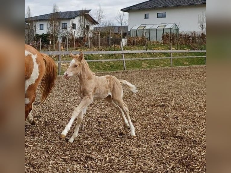 Quarter Pony Stallion Foal (04/2025) 14,2 hh Palomino in Oberkappel