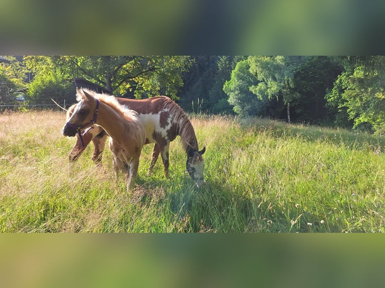 Quarter Pony Stallion Foal (04/2025) 14,2 hh Palomino in Oberkappel