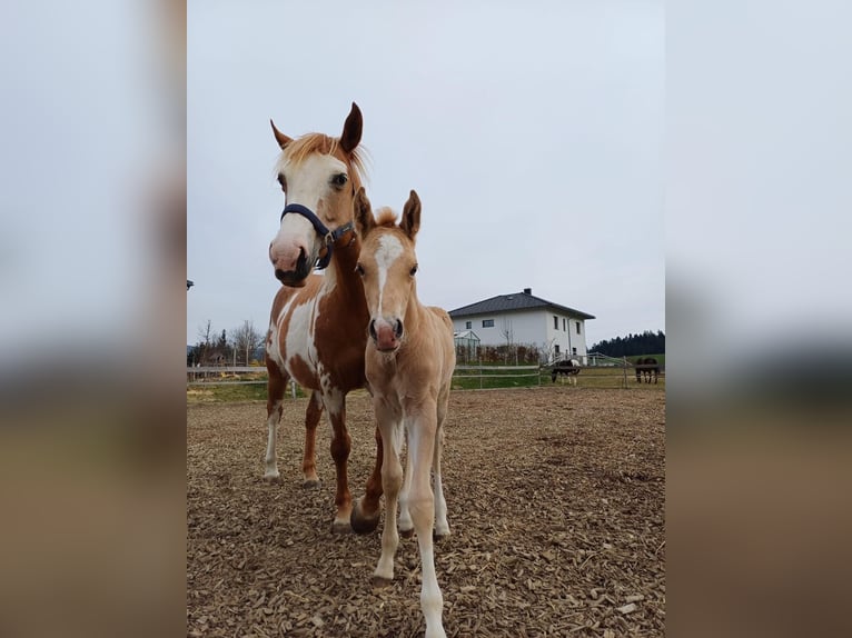 Quarter Pony Stallion Foal (04/2025) 14,2 hh Palomino in Oberkappel
