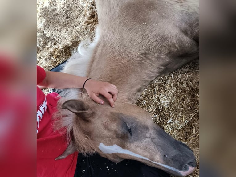 Quarter Pony Stallion Foal (04/2025) 14,2 hh Palomino in Oberkappel