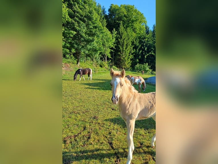 Quarter Pony Stallion Foal (04/2025) 14,2 hh Palomino in Oberkappel