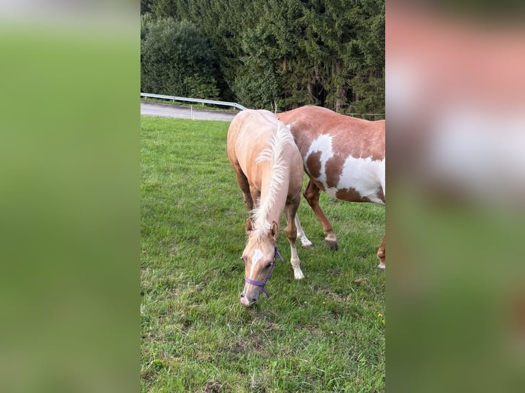 Quarter Pony Stallion Foal (04/2025) 14,2 hh Palomino in Oberkappel