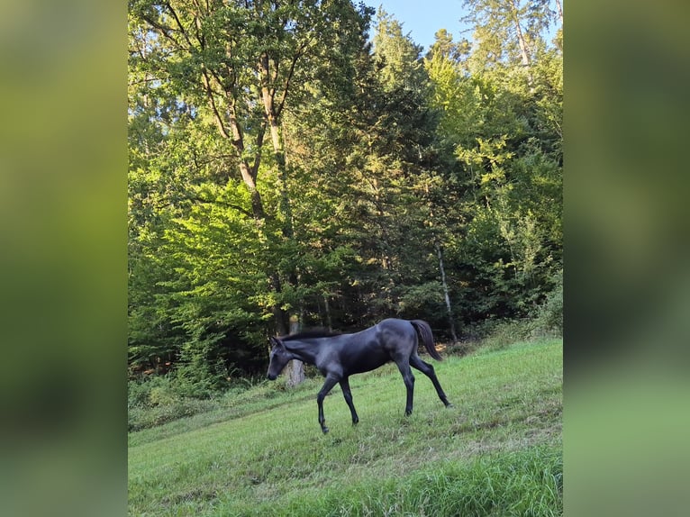Quarter Pony Stallion Foal (04/2025) 14,1 hh Grey-Blue-Tan in Fichtenberg