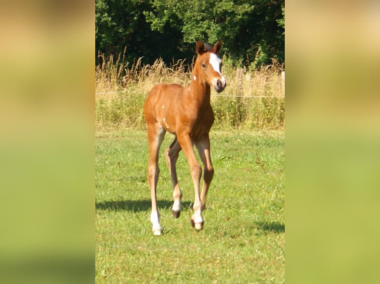 Quarter Pony Stallion  14,2 hh Brown in Velpke