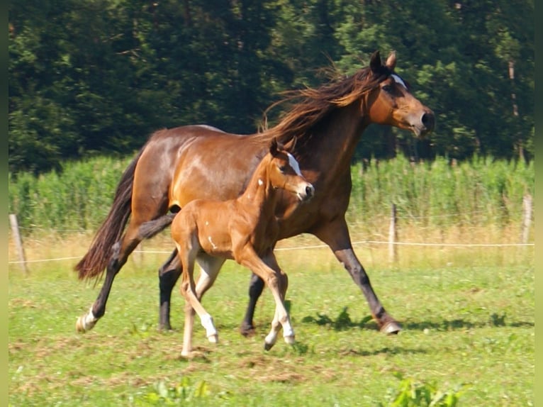 Quarter Pony Stallion  14,2 hh Brown in Velpke