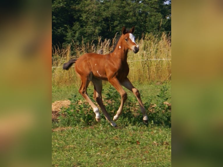 Quarter Pony Stallion  14,2 hh Brown in Velpke