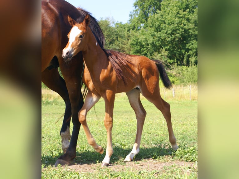 Quarter Pony Stallion  14,2 hh Brown in Velpke