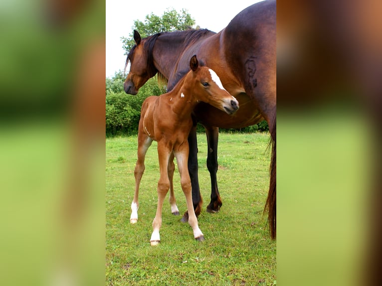 Quarter Pony Stallion  14,2 hh Brown in Velpke