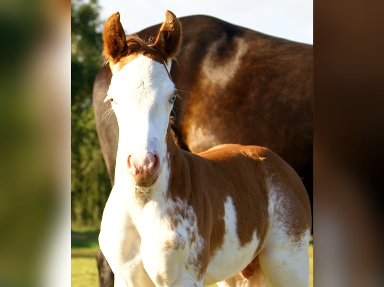 Quarter Pony Stallion Foal (08/2025) 14,2 hh in Velpke