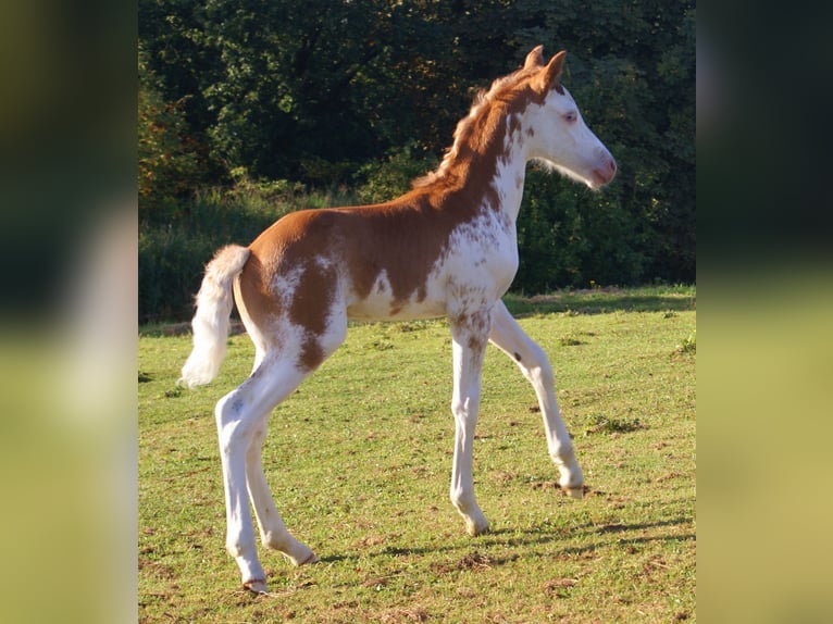 Quarter Pony Stallion Foal (08/2025) 14,2 hh in Velpke