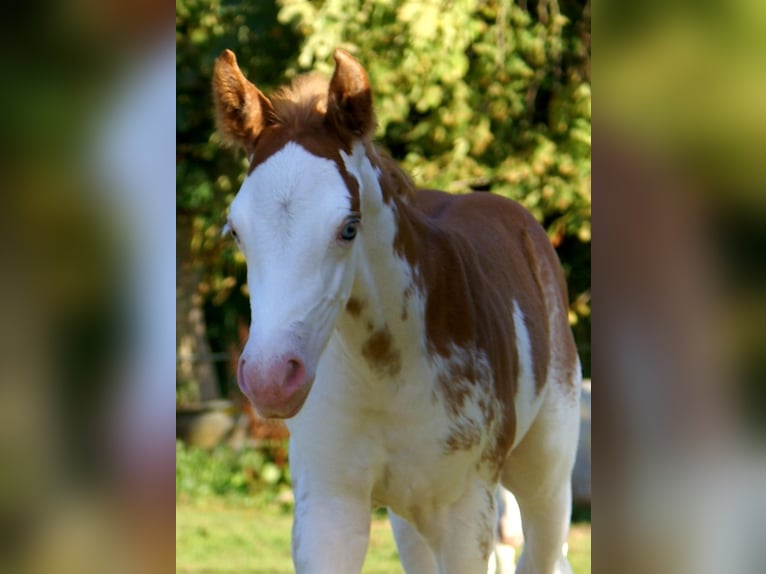 Quarter Pony Stallion Foal (08/2025) 14,2 hh in Velpke