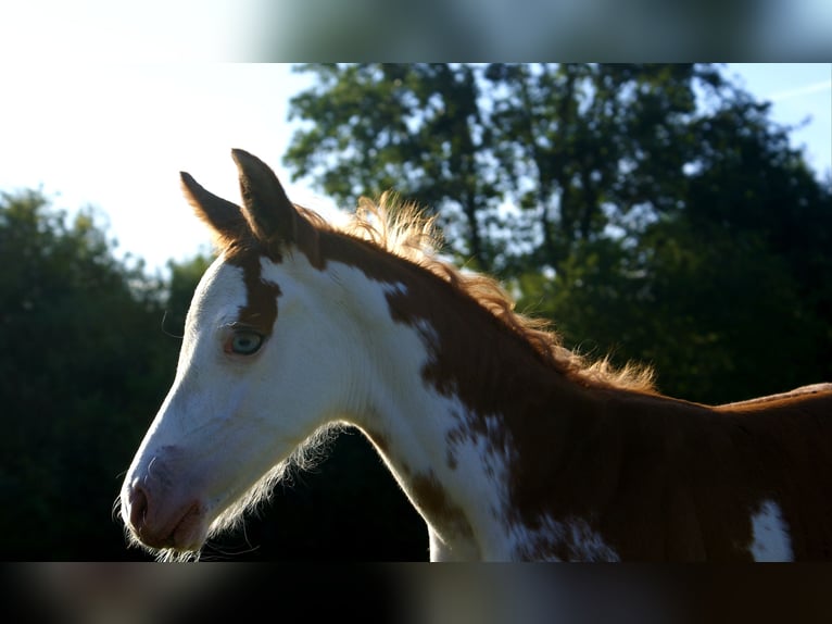 Quarter Pony Stallion Foal (08/2025) 14,2 hh in Velpke