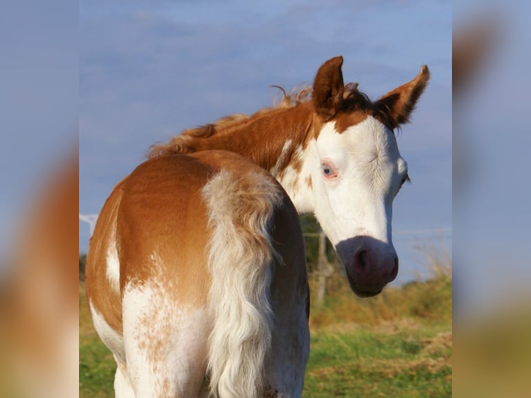 Quarter Pony Stallion Foal (08/2025) 14,2 hh in Velpke