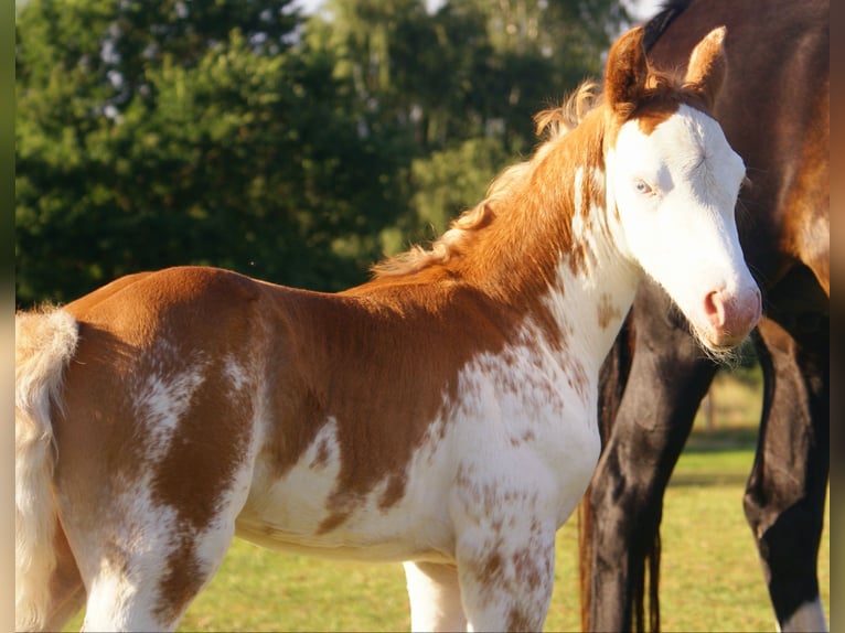 Quarter Pony Stallion Foal (08/2025) 14,2 hh in Velpke