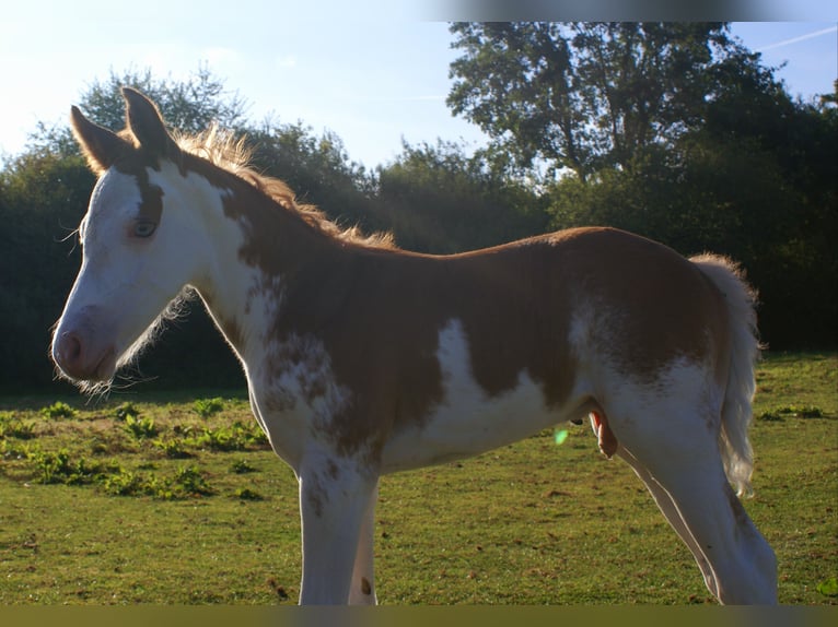 Quarter Pony Stallion Foal (08/2025) 14,2 hh in Velpke