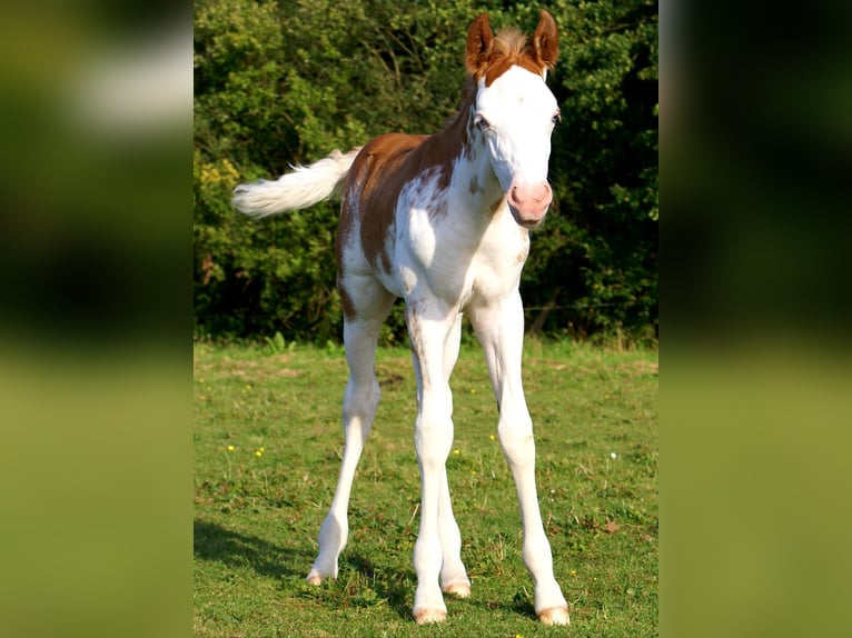 Quarter Pony Stallion Foal (08/2025) 14,2 hh in Velpke