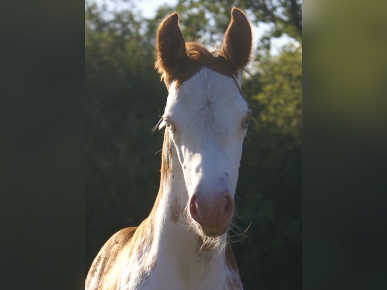 Quarter Pony Stallion Foal (08/2025) 14,2 hh in Velpke