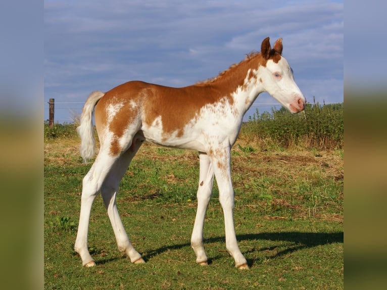 Quarter Pony Stallion Foal (08/2025) 14,2 hh in Velpke