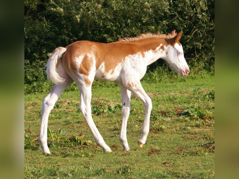 Quarter Pony Stallion Foal (08/2025) 14,2 hh in Velpke