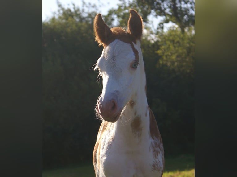 Quarter Pony Stallion Foal (08/2025) 14,2 hh in Velpke