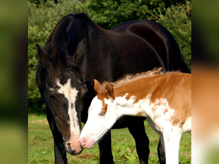 Quarter Pony Stallion Foal (08/2025) 14,2 hh in Velpke
