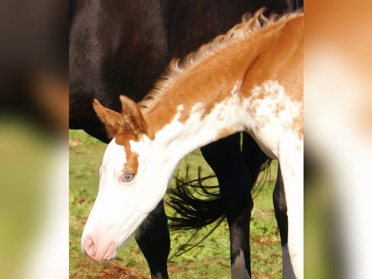 Quarter Pony Stallion Foal (08/2025) 14,2 hh in Velpke
