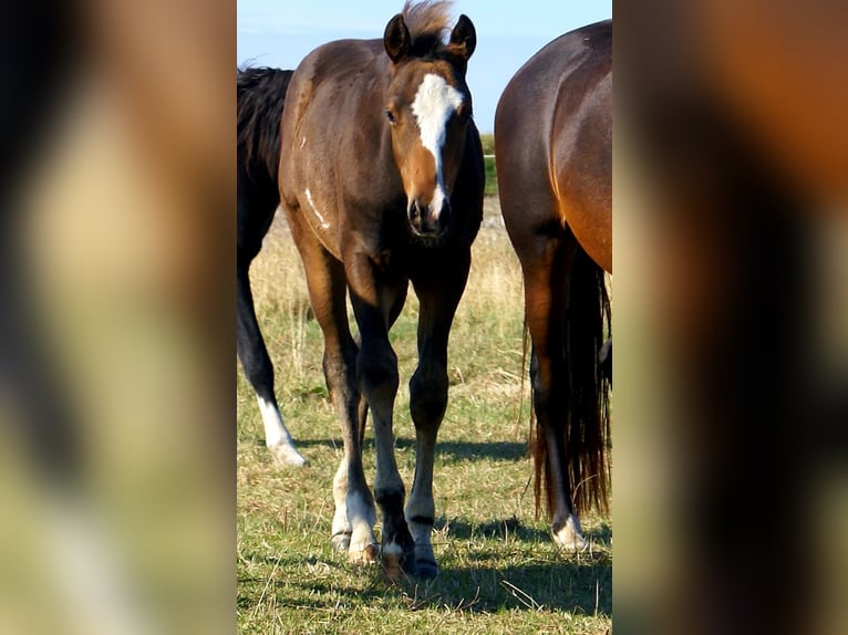 Quarter Pony Stallion Foal (06/2025) 14,2 hh Overo-all-colors in Velpke Quarter Pony Stallion Foal (06/2025) 14,2 hh Overo-all-colors in Velpke